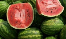 张二嫂免费请吃哈密瓜,哈密瓜盛宴共享甜蜜时光